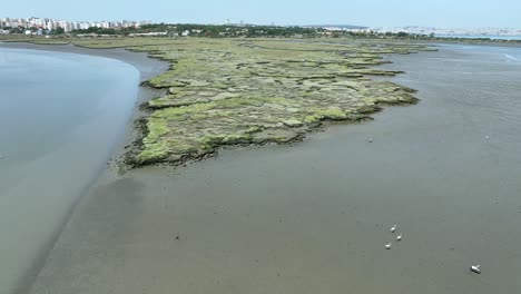 Drone-flying-over-a-swamp-or-a-bird-island-in-Portugal