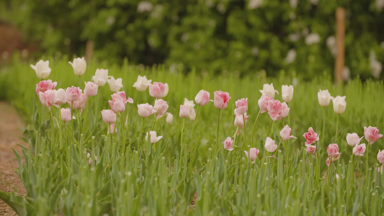 желтые тюльпаны на цветочной плантации 2