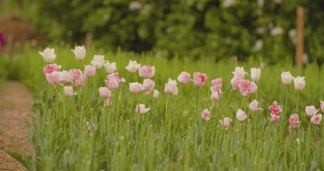 Yellow-Tulips-On-Flower-Plantation-2