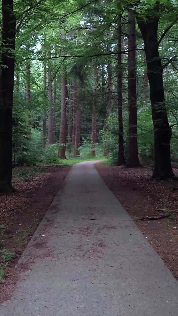 Sentiero nella foresta
