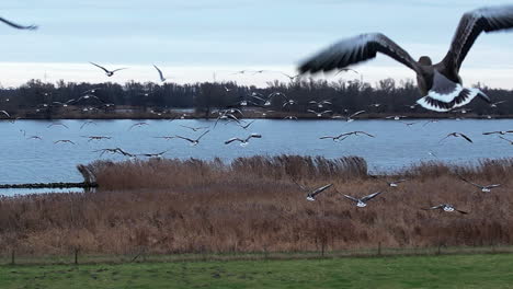 volando rodeado de bandadas de pájaros en cámara lenta