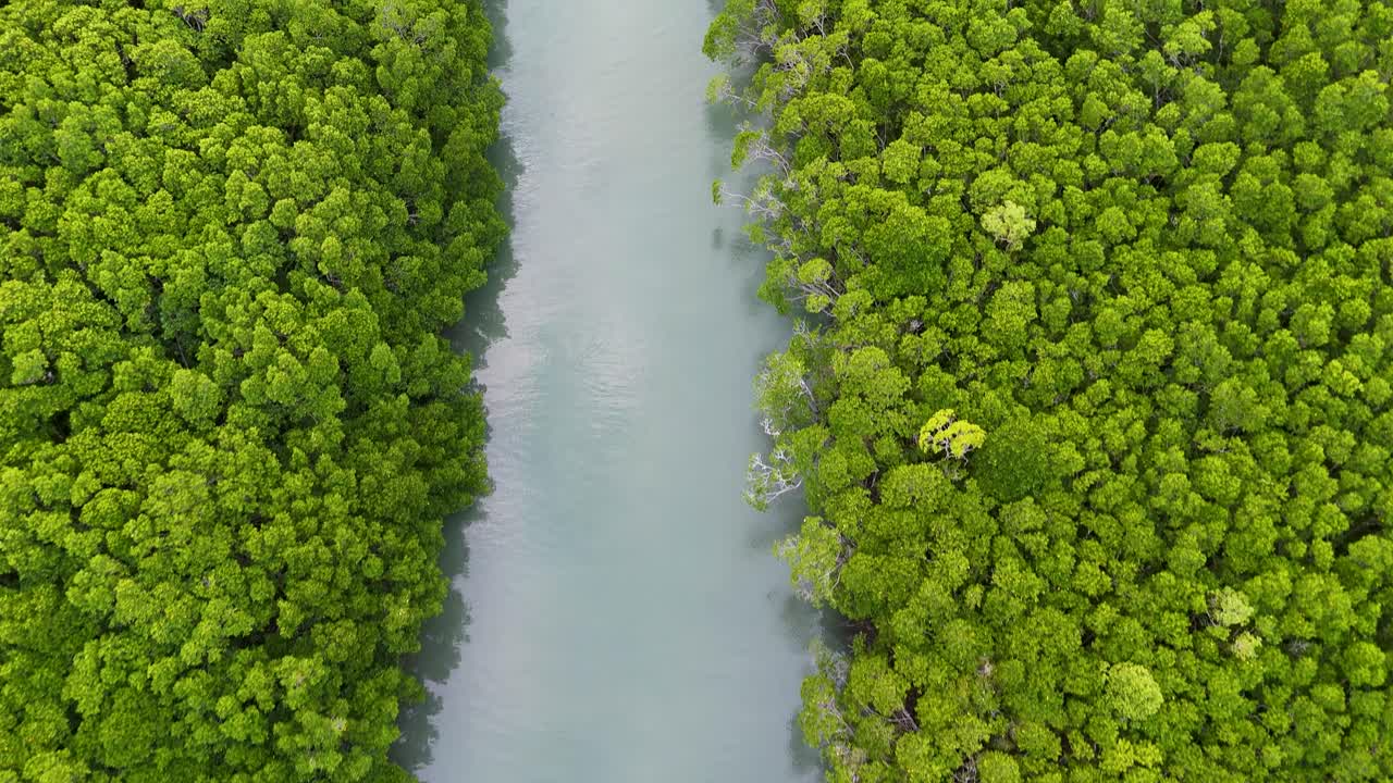 Stunning aerial footage capturing the lush mangroves (Red Mangrove, Rhizophora mangle) along the waterways of Port Douglas, Queensland, Australia. This vibrant tropical ecosystem showcases the serene natural habitat and rich biodiversity of coastal wetlands, perfect for travel, tourism, and conserva