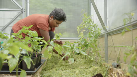 slider - an attractive south asian woman planting tomato plants in a greenhouse