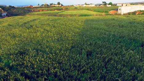 Luftaufnahme-Von-Bauernhöfen-Im-Dorf,-Die-Ernte-Schwingt-Im-Wind