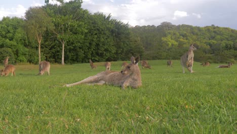 court of eastern grey kangaroo standing and resting on the grassland with lush trees in the background - kangaroo sanctuary in gold coast, qld, australia