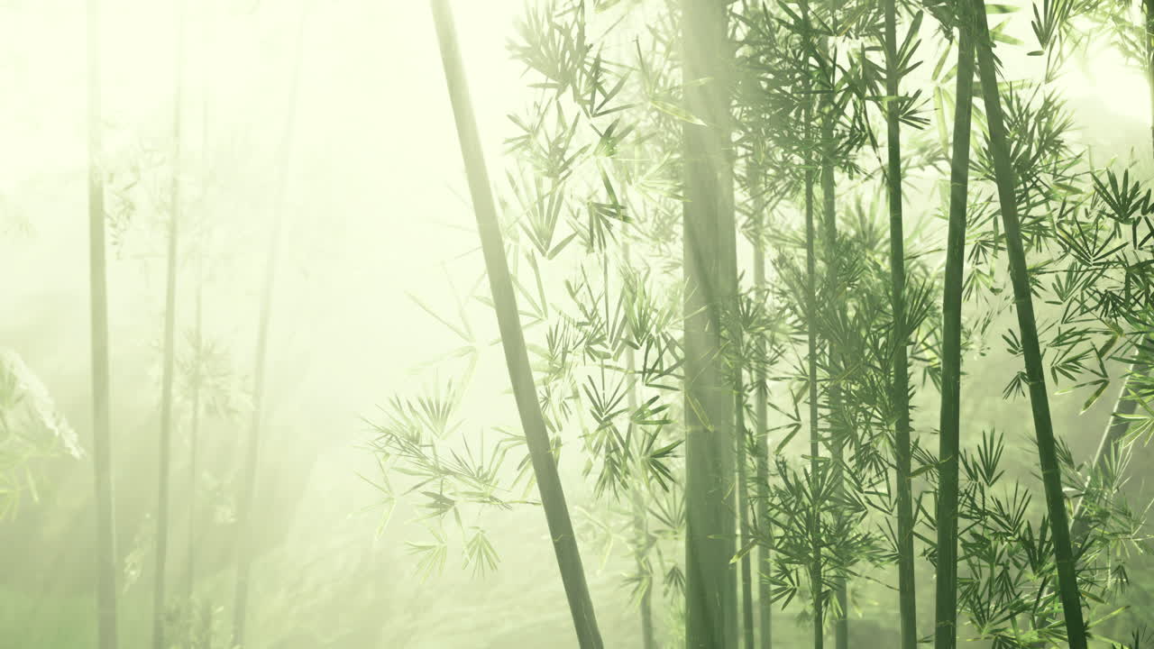 bosque de bambú envuelto en niebla durante la luz de la mañana temprano