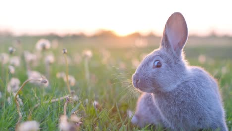 gray easter bunny on a background of green grass. a long-eared cute little rabbit is sitting on a fresh field and looking at the camera
