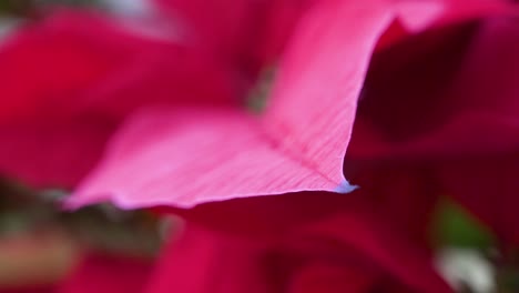 narrow focus on the red leaf edge detailed of a christmas poinsettia plant next to a christmas tree, a common seasonal household decoration