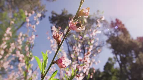 close up of bee on flower on sunny day with blue sky