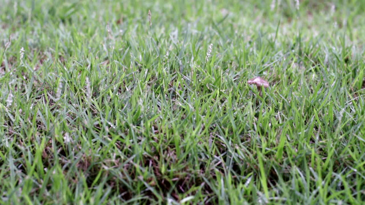 비오는 날 잔디밭에 비가 내리는 슬로우 모션