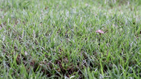 cámara lenta de gotas de lluvia en el campo de hierba en días lluviosos