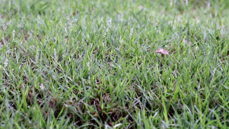 slow motion of rain drops on the grass field in rainy day