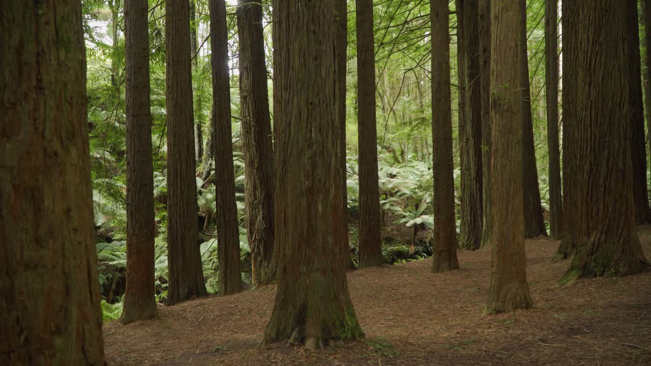 secoyas californianas y árboles de helecho en el parque nacional de otway, tiro panorámico