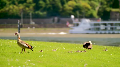 Einige-Enten-Chillen-Am-Flussufer