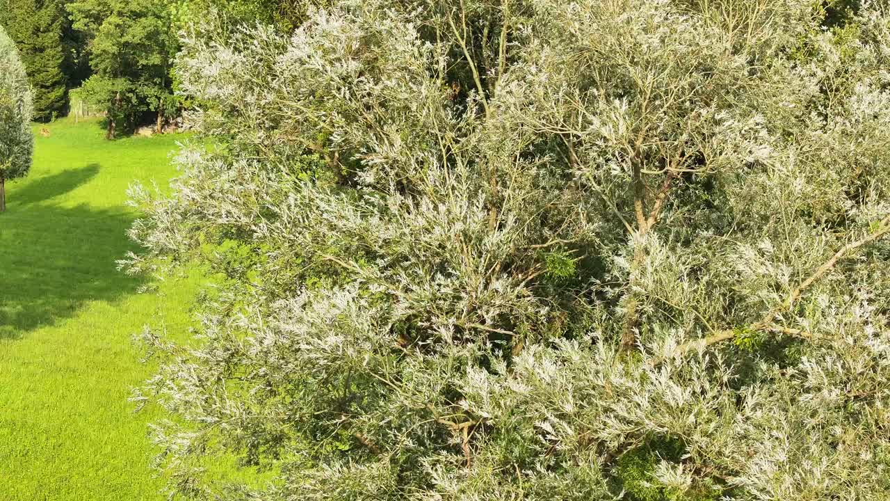 vista de cerca de un árbol con denso follaje en un exuberante prado en weesen, glarus, suiza