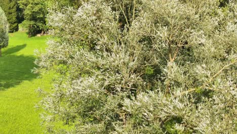 Close-up-view-of-a-tree-with-dense-foliage-in-a-lush-meadow-in-Weesen,-Glarus,-Switzerland