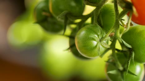 close-up of green, unripe cherry tomatoes hang on a tomato bush and gently move in the wind