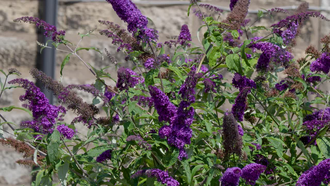 Camera slowly pans over vibrant Buddleja Davidii Black Knight flowers in natural daylight