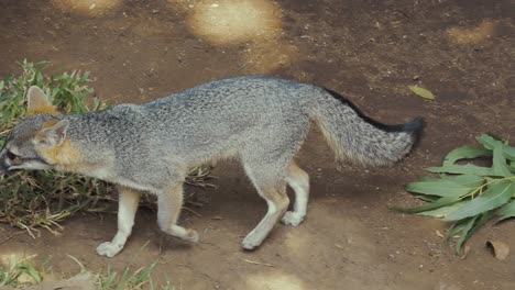 retrato del zorro gris sudamericano en un parque de vida silvestre