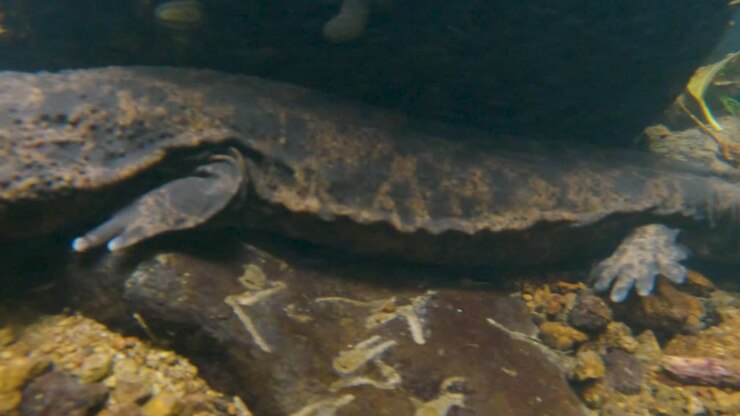 Giant Japanese Salamander underwater in River of Tottori Japan