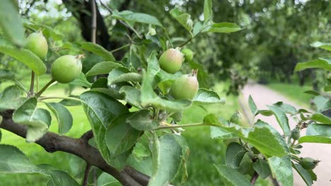 the first apples appear in the garden (4k 60, static)