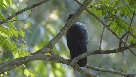 una pava crestada sentada en la selva tropical entre ramas a última hora de la noche