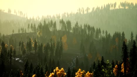 Sonnenlicht-Im-Fichtenwald-Im-Nebel-Auf-Dem-Hintergrund-Der-Berge-Bei-Sonnenuntergang