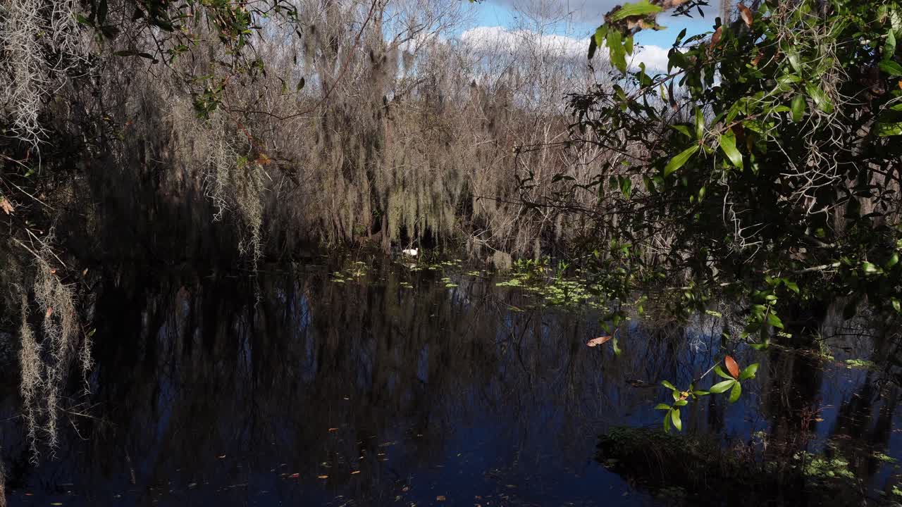 Un pájaro blanco alimentándose en el agua, con el reflejo de los árboles en la superficie, es muy hermoso de observar. Alrededor, hay muchos árboles sin hojas y algunos con follaje.