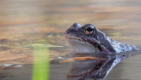 la rana marrón (rana temporaria) en primer plano en un estanque.