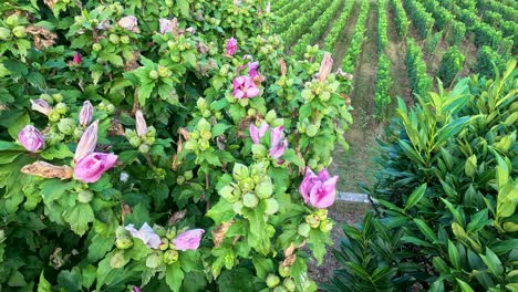 vibrant pink flowers amidst lush vineyard rows