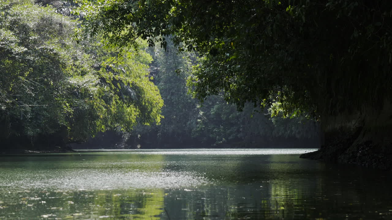 Serene River Scene in a Lush Rainforest