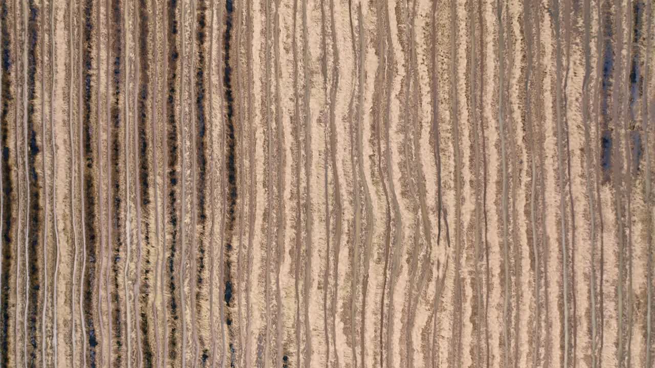 aéreo: paso aéreo de arroz seco con huellas de neumáticos de tractor, disparo aéreo de avión no tripulado