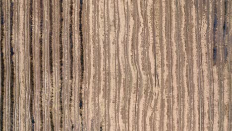 Aerial:-Dry-rice-field-flyover-with-tractor-tire-tracks,-drone-overhead-shot