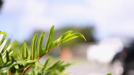 close-up of philodendron leaves with blurred cars moving in the background, captured in bright daylight