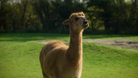 Hermosa-Alpaca-Marrón-De-Pie-Sobre-La-Hierba-En-El