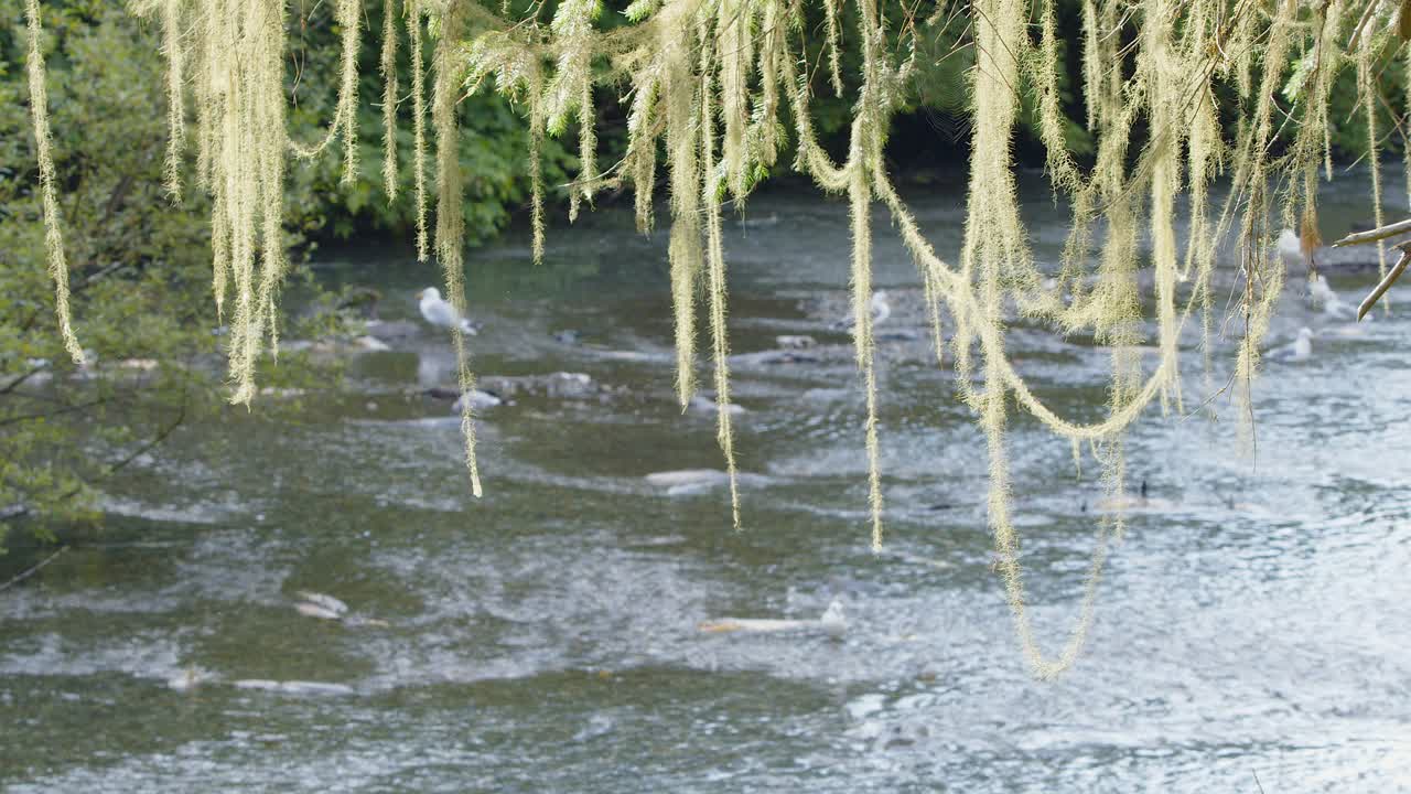 Lacy lichen dangles from tree branch above shallow spawning river
