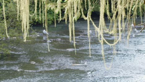 lacy lichen dangles from tree branch above shallow spawning river