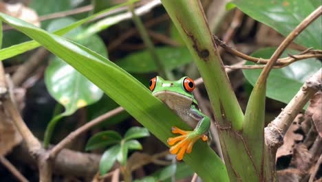 red-eyed tree frog perched on a bright green leaf in the rainforest