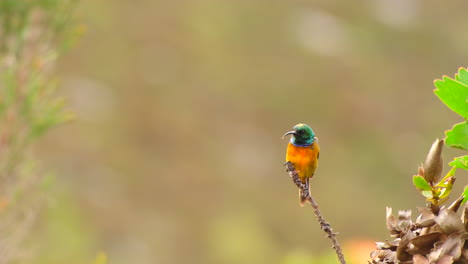 orange-breasted sunbird perched on twig in fynbos poops and flies off, telephoto