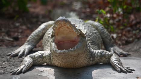 cocodrilo siamés, crocodylus siamensis, tailandia, material de archivo 4k