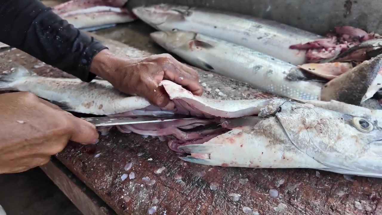 Man hands cleaning and cutting fresh barracuda fish on table