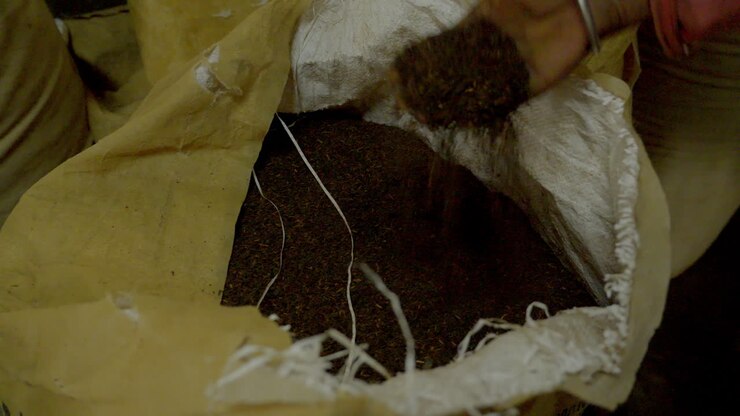 Processed tea final product. after tea leaves process