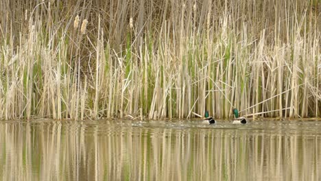 family of mallard ducks swimming alongside side reeds on river