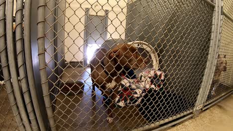 dogs looking for attention behind the fences in their cages and kennels at an animal control facility