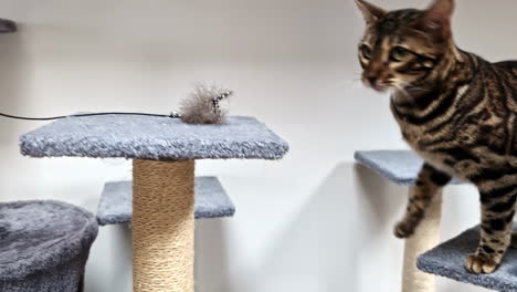 a bengal cat, known for its wild appearance, plays on a cat tree inside a cozy home.