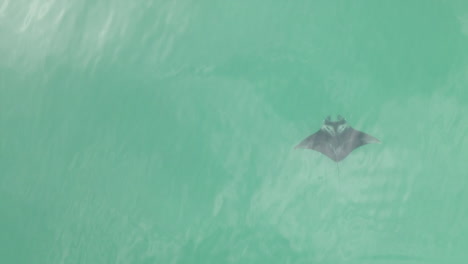 overhead: manta ray slowly swims bottom to top on right side of frame