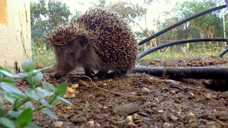 Ein-Igel-Steht-Im-Garten