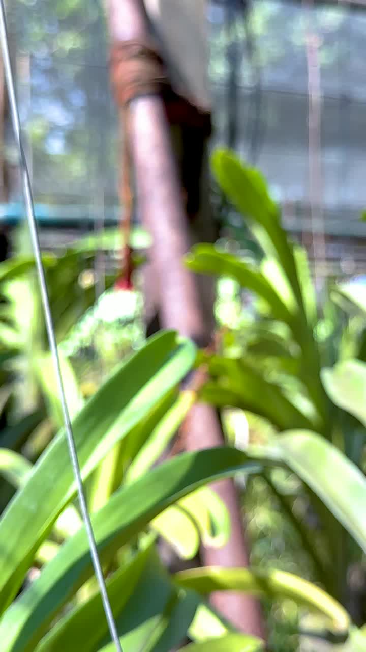 orquídeas que crecen en un entorno de invernadero