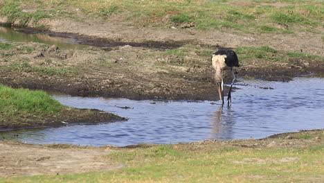 Marabou-Stork-explores-shallow-water-on-the-savanna,-Chobe-Botswana