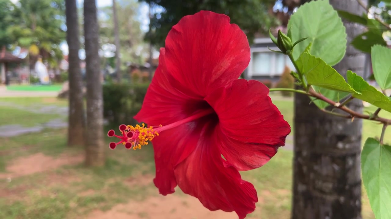 Fiore di ibisco rosso vibrante che ondeggia dolcemente in un giardino tropicale